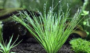 Image result for Eriocaulaceae