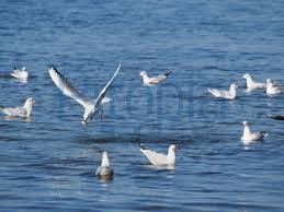 Die besten pinnwände von mute siedhoff. Bildagentur Pitopia Bilddetails Fliegende Lachmowe Bei Fischfang Mute Siedhoff Bild 2693569 Mowe Lachmowe Schaprode Larus Ridibundus Fisch Sturzflug Bodden Laridae Vogel Schwarm Fischen Beute Fischfang Fang Futter Rauber Fressen