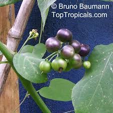 Image result for Solanum sp. A