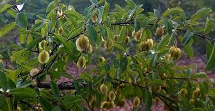 Image result for Pteleopsis