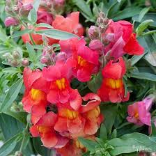 Rabbits are active at night, but the damage they do to plants is visible in the daylight. 18 Deer And Rabbit Resistant Plants For Your Container Garden Rabbit Resistant Plants Container Plants Deer Resistant Plants