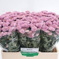 Maybe you would like to learn more about one of these? Pin On April Flowers