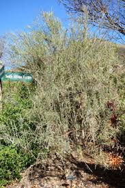 Image result for Gomphostigma