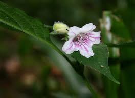 Image result for Anisotes sessiliflorus