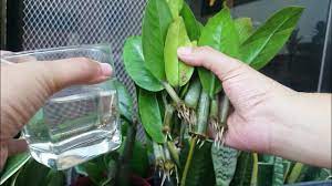 4 Parts Of Zz Plant Water Propagation Of Cuttings Youtube Water Plants Zz Plant Propagating Plants