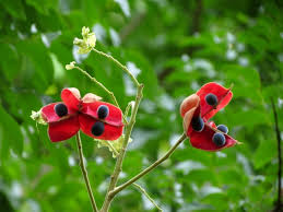 Image result for Sapindaceae