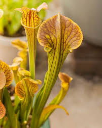 2014 Year In Review Carnivorous Plant Edition The Carnivore Girl Carnivorous Plants Plants Sarracenia