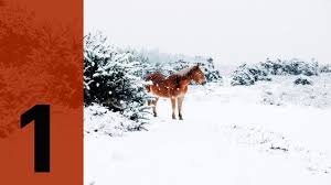 The song she singstos teach me how to understand christmas. Jingle Ohne Bells Turchen 1 Christmas Song Von Cocoon