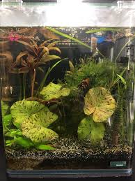 Ein 20 Liter Nano Cube Aquarium Mit Einem Kampffisch Betta Splendens Und Vielen Turmdeckelschnecken Besonders Schon Wach Kampffisch Cube Aquarium Tigerlotus