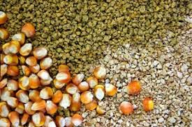 Lihat juga resep ketupar opor ayam petelur enak lainnya. Solusi Tepat Cara Membuat Pakan Ayam Organic Yang Mudah Dan Murah Belajar Beternak