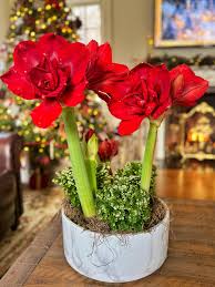 Image result for Cleome elegantissima