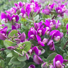 Image result for Polygala petitiana