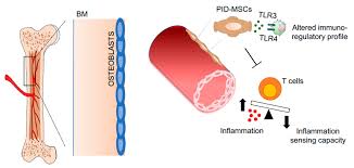 Browse 1,595 thomas fritsch stock photos and images available, or start a new search to explore. Jcm Free Full Text Bone Marrow Derived Mesenchymal Stromal Cells A Novel Target To Optimize Hematopoietic Stem Cell Transplantation Protocols In Hematological Malignancies And Rare Genetic Disorders Html