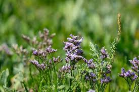 Image result for Limonium vulgare
