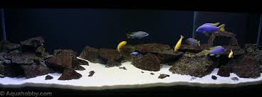 Fish Tank Of May 10 At The Age Of Aquariums Tropical Fish Fresh Water Fish Tank Fish Tank Tropical Fish