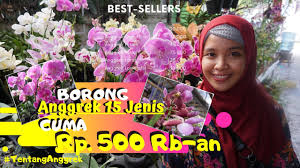 Pesan sekarang juga, melayani grosir dan proyek penghijauan. Belanja Anggrek Heboh Viral Tempat Beli Anggrek Paling Murah Dan Paling Lengkap Lumajang 5000an Youtube