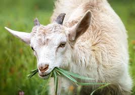 Kid Goats Animal Photography Baby Goats