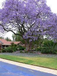 Changes in year definitely make. Pin By Livin Free On Garden Grows Jacaranda Tree California Landscaping Flowering Trees