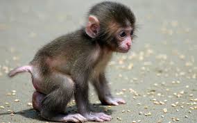 Mooie Achtergronden Van Dieren Google Zoeken Cute Baby Monkey Cute Monkey Monkeys Funny