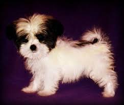 Where can i get free puppies? Teacup Maltese Puppies For Sale In Memphis Tn Nar Media Kit