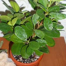 10 Plants To Bring Positive Energy And Good Fortune Into Your Home Plants Inside Plants House Plants