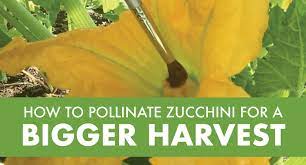 We did not find results for: Video How To Pollinate Zucchini For A Bigger Harvest Julia Dimakos