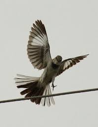 Birds Of A Feather New Vegas Bug Mocking Bird Oiseaux