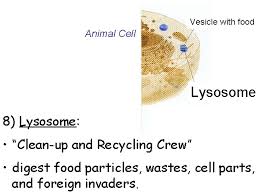 Check spelling or type a new query. Cell Wall Plant Cell Dna Nucleolus Cell Membrane