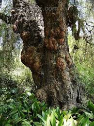 Pepper Tree Love The Movement Of This Tree Pepper Tree Tree Mastic Tree