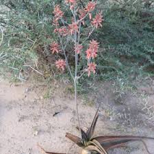 Image result for Aloe welwitschii