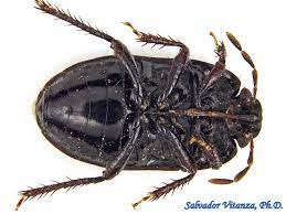 Hemiptera-Heteroptera-Cydnidae-Melanaethus subglaber-Burrowing Bugs (B) -  Urban Programs - El Paso County