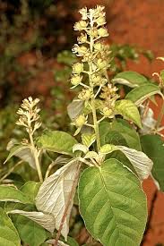 Image result for Croton steenkampianus