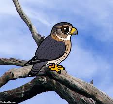 Cartoon Bird With Hair On Head Birdorable Merlin Cute Cartoon Bird Of Prey Cartoon Birds Cartoon Tattoos Bird