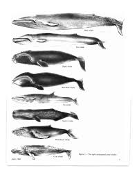 Whales Drawing Size Ocean Animals Ocean Creatures Sea Animals