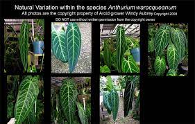 While these plants tend to be low light indoor plants, they're often understory plants in the wild. Natural Variation Within Aroid And Other Plant Species Exotic Rainforest Rare Tropical Plants