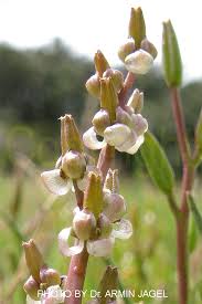 Image result for Triglochin bulbosa