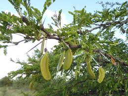 Image result for Acacia robusta