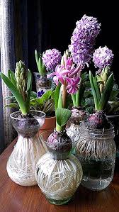 Hyacinth In Bloom Coersed Not Forced Bulbs Planting Bulbs Plants Garden Bulbs