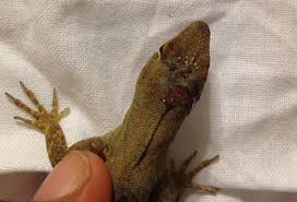If you encounter an injured lizard, use gloves and a towel to place into an appropriate box or carrier with ventilation. More Morphological Oddities In Anolis Sagrei Anole Annals