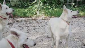 This is the price you can expect to pay for the german shepherd breed without breeding rights. Puppies Arriving 7 9 21 Accepting Reservations