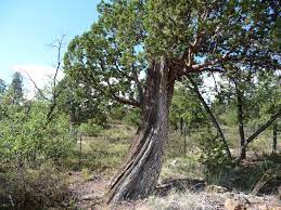 These trees make great wind breaks and can act like a privacy fence on your property. Alligator Junipers My New Favorite Tree In New Mexico Where In The World Are Barry And Renee