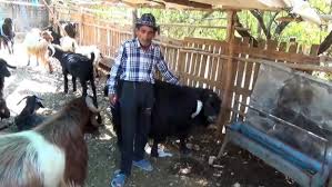 Satisa Sunulan 120 Kilogramlik Keci Alicisini Bekliyor Kahramanmaras