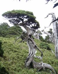 Welcome to golden arrow bonsai! El Tim Goes Wild Bonsai Bark
