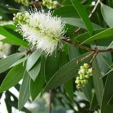 Image result for Melaleuca leucadendron