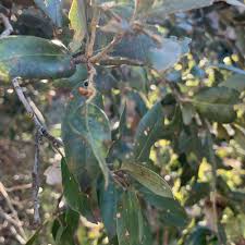 Image result for Euclea natalensis