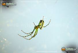 Check spelling or type a new query. Venusta Orchard Spider Leucauge Venusta
