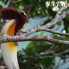 Pin By Fabiof On Beauty Video Animals Beautiful Pet Birds Animals