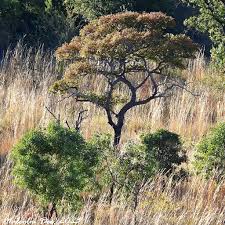 Image result for Burkea africana