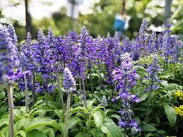 Flowering plants are more common on your plate than you might think. 15 Perennials That Grow In Zone 5 Garden Lovers Club