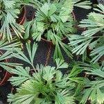 Image result for Actiniopteris radiata